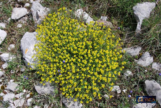 euphorbia spinosa.JPG